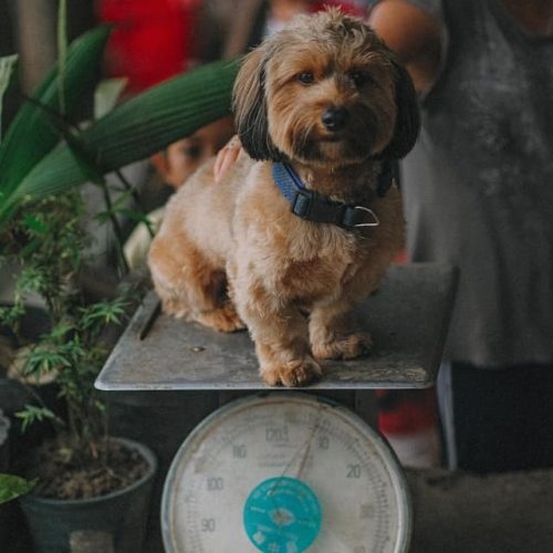 Pet weighing scale